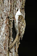 Eurasian Treecreeper