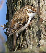 Eurasian Treecreeper