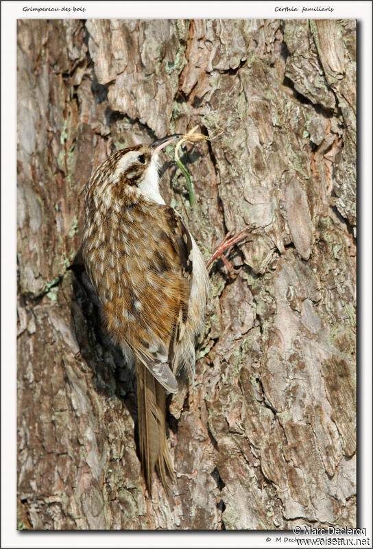 Grimpereau des bois, identification