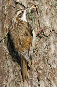 Eurasian Treecreeper