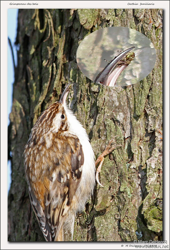 Eurasian Treecreeper, identification, feeding habits