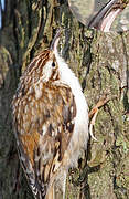 Eurasian Treecreeper