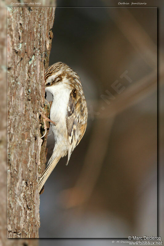 Eurasian Treecreeper, identification, Behaviour