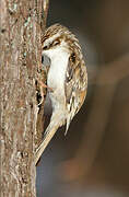 Eurasian Treecreeper