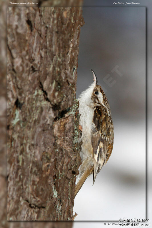 Eurasian Treecreeper, identification