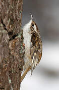 Eurasian Treecreeper