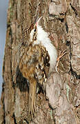 Eurasian Treecreeper