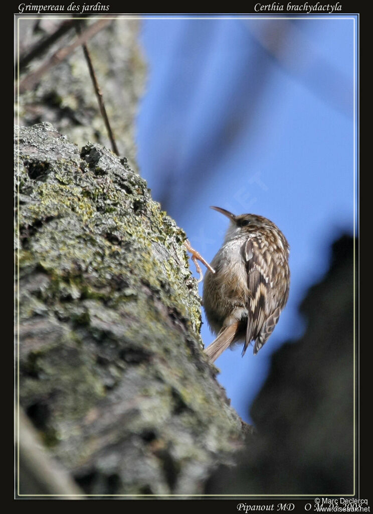 Short-toed Treecreeper