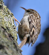 Short-toed Treecreeper