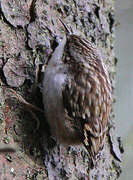 Short-toed Treecreeper