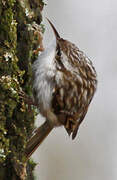 Short-toed Treecreeper