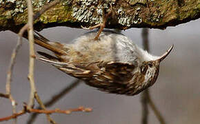 Short-toed Treecreeper