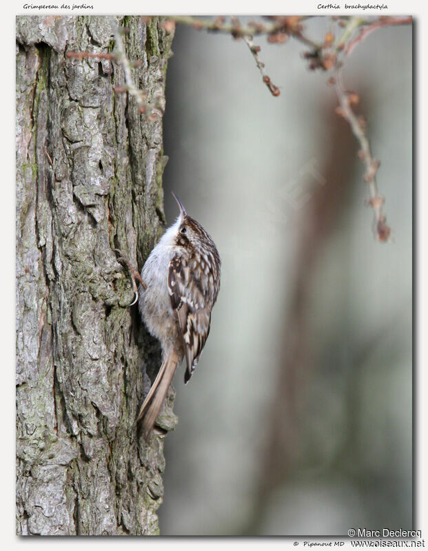 Short-toed Treecreeper, identification