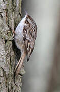 Short-toed Treecreeper