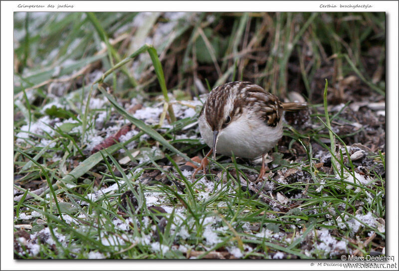 Short-toed Treecreeper, identification