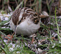 Short-toed Treecreeper