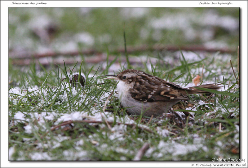 Short-toed Treecreeper, identification