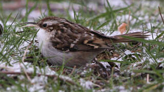 Short-toed Treecreeper