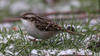 Short-toed Treecreeper