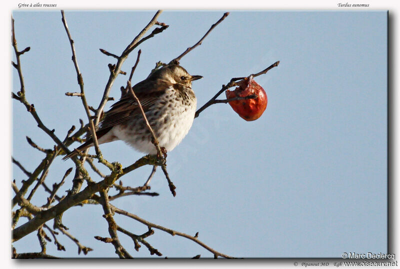 Dusky Thrush, identification, feeding habits