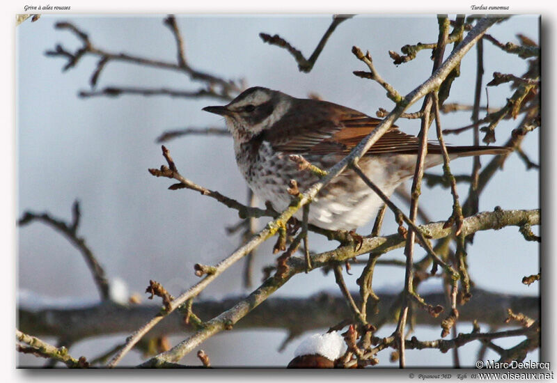 Dusky Thrush, identification