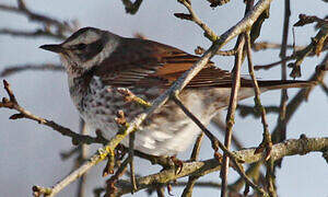 Dusky Thrush