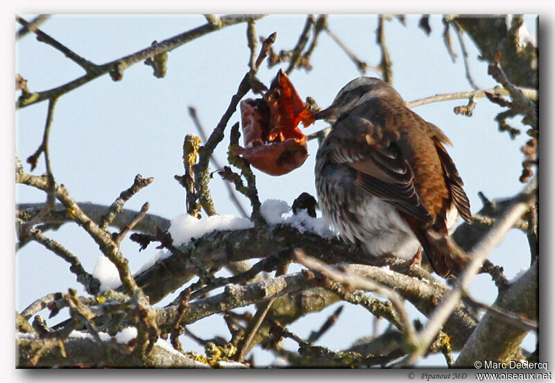 Dusky Thrush, identification, feeding habits