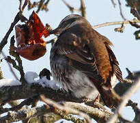 Dusky Thrush