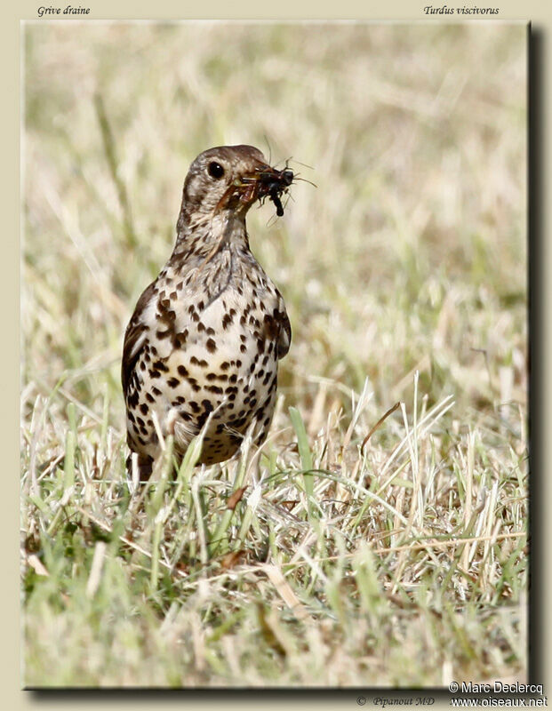 Mistle Thrush, identification, feeding habits