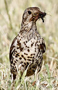 Mistle Thrush