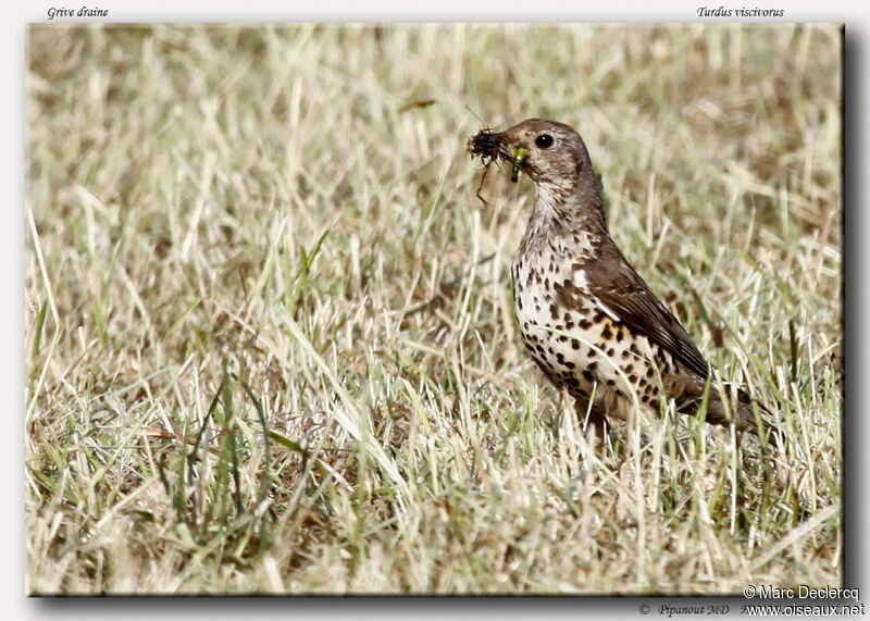 Mistle Thrush, identification, feeding habits