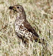 Mistle Thrush