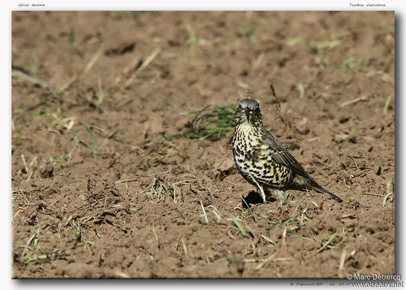 Mistle Thrush, identification