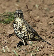 Mistle Thrush