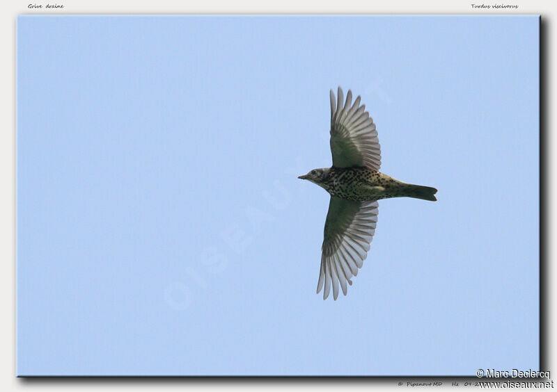 Mistle Thrush, Flight