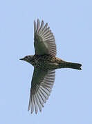 Mistle Thrush