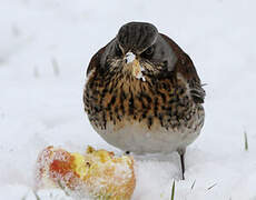 Fieldfare