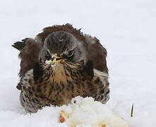 Fieldfare