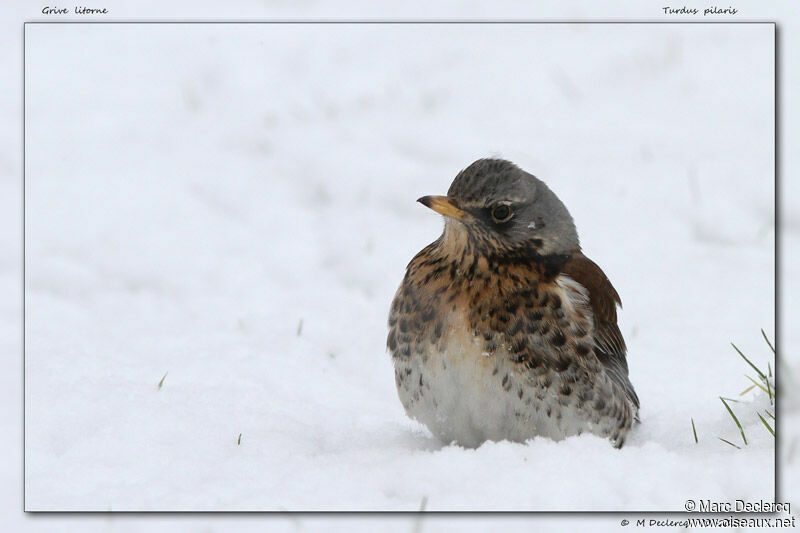 Fieldfare, identification