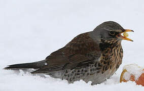 Fieldfare