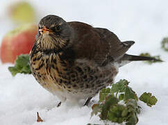 Fieldfare