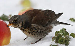 Fieldfare