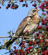 Fieldfare