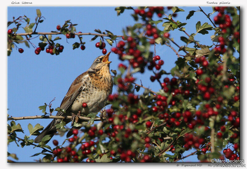 Fieldfare, identification, feeding habits, Behaviour