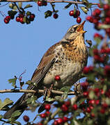 Fieldfare