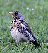 Fieldfare