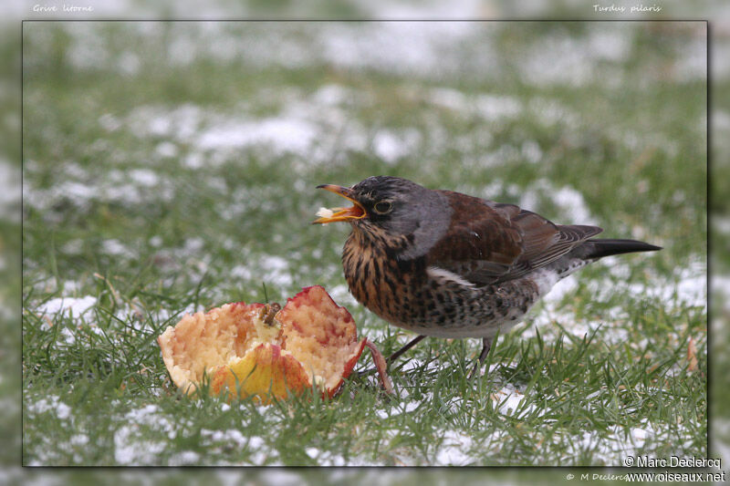 Fieldfare, identification, feeding habits