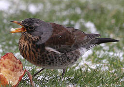 Fieldfare