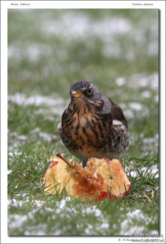 Fieldfare, identification, feeding habits