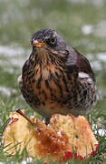 Fieldfare